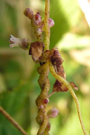 Cuscuta lupuliformis \ Weiden-Seide / Willow Dodder, D Mannheim 20.7.2015