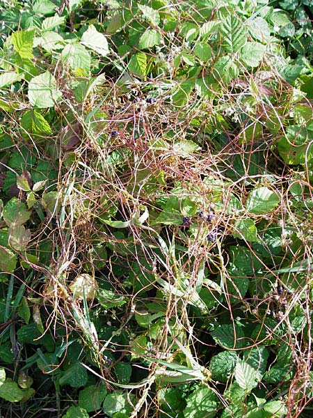 Cuscuta lupuliformis \ Weiden-Seide / Willow Dodder, D Mannheim 20.7.2015