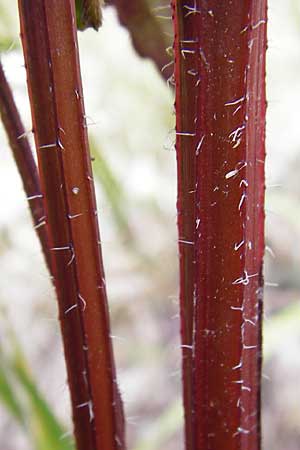 Campanula trachelium \ Nesselbl�ttrige Glockenblume / Nettle-Leaved Bellflower, D Weinheim an der Bergstra&szlig;e 24.7.2015
