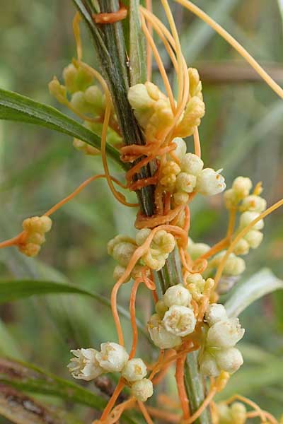 Cuscuta gronovii \ Gronovius-Seide, Weiden-Seide / Gronovius' Dodder, Swamp Dodder, D Mosbach-Eisenbusch 8.9.2015