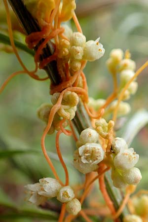 Cuscuta gronovii \ Gronovius-Seide, Weiden-Seide / Gronovius' Dodder, Swamp Dodder, D Mosbach-Eisenbusch 8.9.2015