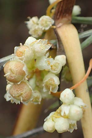 Cuscuta gronovii \ Gronovius-Seide, Weiden-Seide / Gronovius' Dodder, Swamp Dodder, D Mosbach-Eisenbusch 8.9.2015