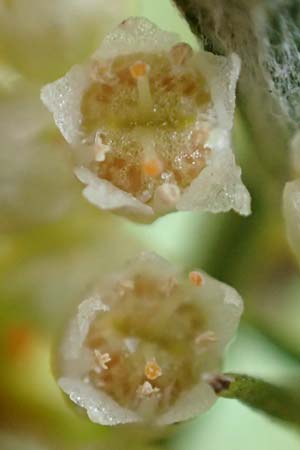 Cuscuta gronovii \ Gronovius-Seide, Weiden-Seide / Gronovius' Dodder, Swamp Dodder, D Mosbach-Eisenbusch 8.9.2015