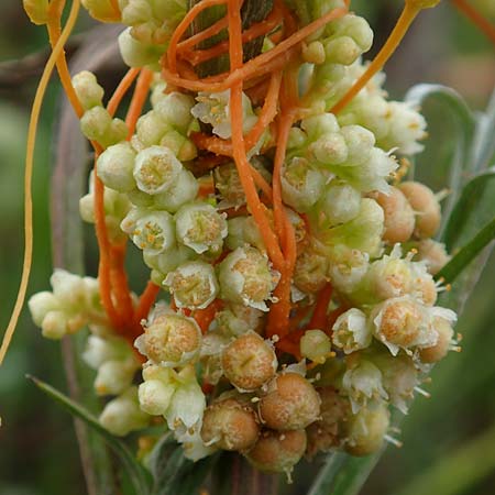 Cuscuta gronovii \ Gronovius-Seide, Weiden-Seide / Gronovius' Dodder, Swamp Dodder, D Mosbach-Eisenbusch 8.9.2015