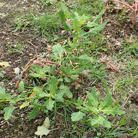 Chenopodium glaucum \ Blaugr�ner G�nsefu� / Oak-Leaved Goosefoot, Glaucous Goosefoot, D Mannheim 20.9.2015