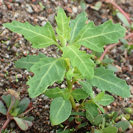 Chenopodium glaucum \ Blaugr�ner G�nsefu� / Oak-Leaved Goosefoot, Glaucous Goosefoot, D Mannheim 20.9.2015