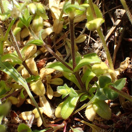 Cerastium glutinosum \ Bleiches Hornkraut / Dwarf Mouse-Ear, D Erlenbach am Main 28.4.2016