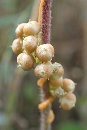 Cuscuta gronovii \ Gronovius-Seide, Weiden-Seide / Gronovius' Dodder, Swamp Dodder, D Werbach-Wenkheim 2.10.2016