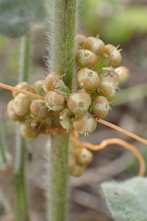 Cuscuta gronovii \ Gronovius-Seide, Weiden-Seide / Gronovius' Dodder, Swamp Dodder, D Werbach-Wenkheim 2.10.2016
