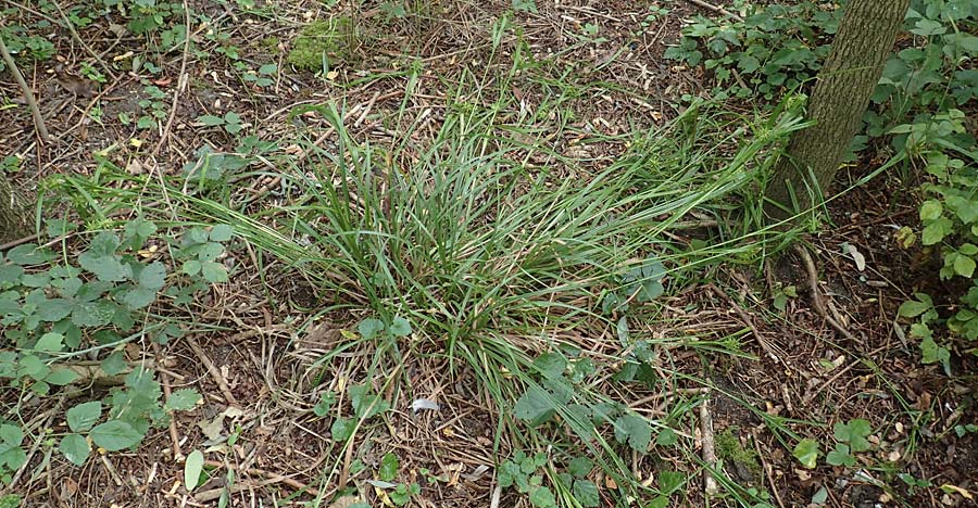 Carex grayi \ Morgenstern-Segge / Gray's Sedge, Mace Sedge, D Rheing&ouml;nheim 9.9.2017