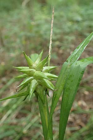 Carex grayi \ Morgenstern-Segge / Gray's Sedge, Mace Sedge, D Rheing&ouml;nheim 9.9.2017