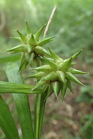 Carex grayi, Gray's Sedge, Mace Sedge