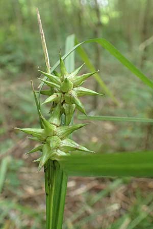 Carex grayi \ Morgenstern-Segge / Gray's Sedge, Mace Sedge, D Rheing&ouml;nheim 9.9.2017