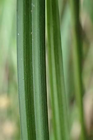 Carex grayi \ Morgenstern-Segge / Gray's Sedge, Mace Sedge, D Rheing&ouml;nheim 9.9.2017