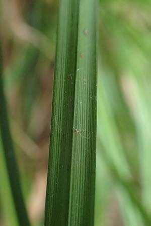 Carex grayi \ Morgenstern-Segge / Gray's Sedge, Mace Sedge, D Rheing&ouml;nheim 9.9.2017