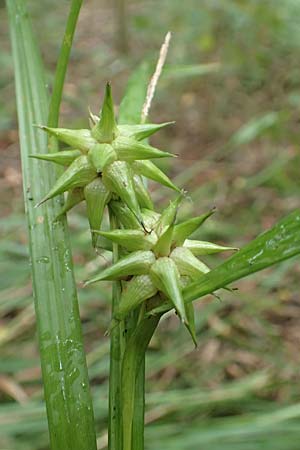 Carex grayi \ Morgenstern-Segge / Gray's Sedge, Mace Sedge, D Rheing&ouml;nheim 9.9.2017