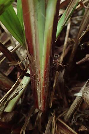Carex grayi \ Morgenstern-Segge / Gray's Sedge, Mace Sedge, D Rheing&ouml;nheim 9.9.2017