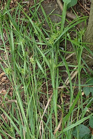 Carex grayi \ Morgenstern-Segge / Gray's Sedge, Mace Sedge, D Rheing&ouml;nheim 9.9.2017