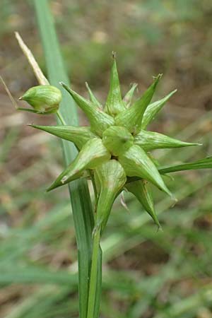 Carex grayi \ Morgenstern-Segge / Gray's Sedge, Mace Sedge, D Rheing&ouml;nheim 9.9.2017