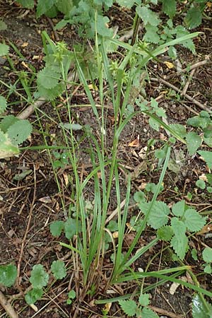 Carex grayi \ Morgenstern-Segge / Gray's Sedge, Mace Sedge, D Rheing&ouml;nheim 9.9.2017