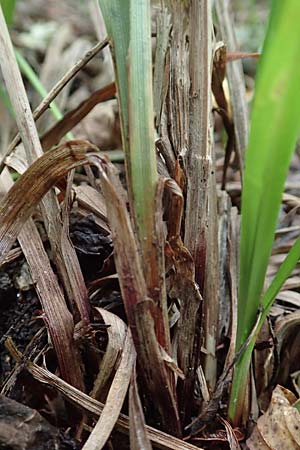 Carex grayi \ Morgenstern-Segge / Gray's Sedge, Mace Sedge, D Rheing&ouml;nheim 9.9.2017