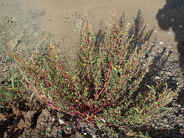 Chenopodium glaucum \ Blaugr�ner G�nsefu� / Oak-Leaved Goosefoot, Glaucous Goosefoot, D Mannheim 17.9.2017