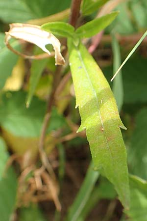 Collomia grandiflora \ Gro�blumige Leimsaat / Large-Flowered Collomia, D Eifel, Herhahn 9.7.2018