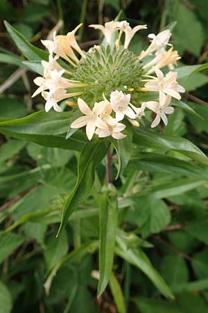 Collomia grandiflora \ Gro�blumige Leimsaat / Large-Flowered Collomia, D Eifel, Herhahn 9.7.2018