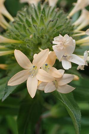 Collomia grandiflora \ Gro�blumige Leimsaat / Large-Flowered Collomia, D Eifel, Herhahn 9.7.2018