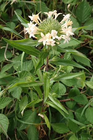 Collomia grandiflora \ Gro�blumige Leimsaat / Large-Flowered Collomia, D Eifel, Herhahn 9.7.2018