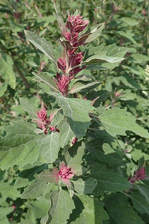 Chenopodium x reynieri, Hybrid-G�nsefu�