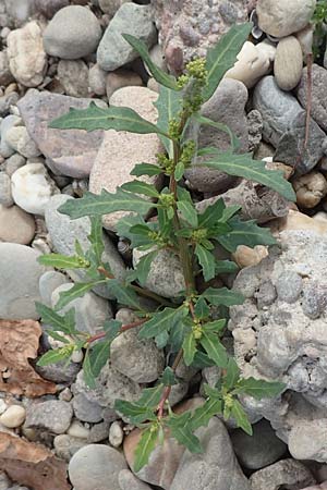 Chenopodium glaucum \ Blaugr�ner G�nsefu� / Oak-Leaved Goosefoot, Glaucous Goosefoot, D Mannheim 9.9.2018