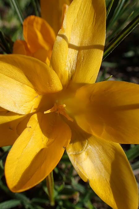 Crocus ancyrensis \ Ankara-Krokus / Ankara Crocus, D Ludwigshafen 8.3.2021