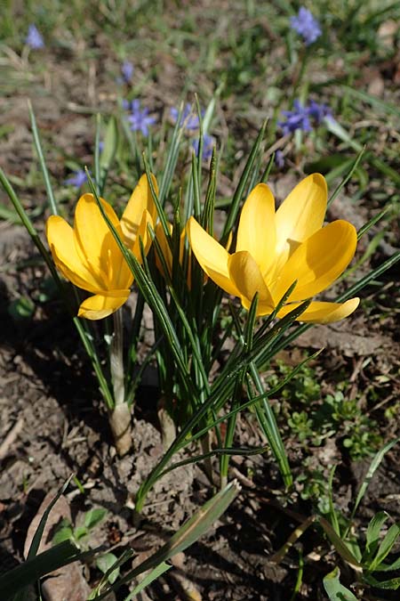 Crocus ancyrensis, Ankara-Krokus