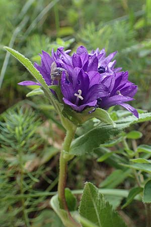 Campanula glomerata \ Kn�uel-Glockenblume / Clustered Bellflower, D Freigericht 23.6.2023