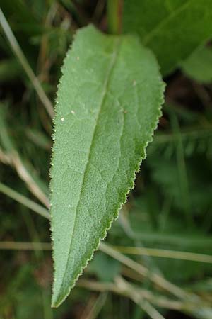 Campanula glomerata \ Kn�uel-Glockenblume / Clustered Bellflower, D Freigericht 23.6.2023