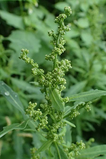 Chenopodium glaucum \ Blaugr�ner G�nsefu� / Oak-Leaved Goosefoot, Glaucous Goosefoot, D Mannheim 8.9.2024