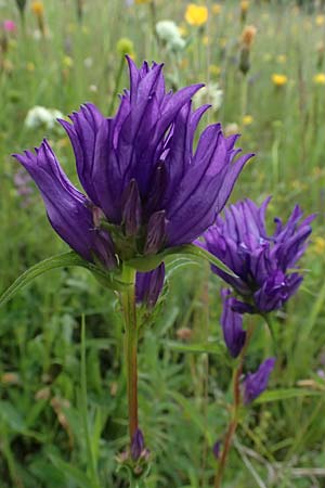 Campanula glomerata \ Kn�uel-Glockenblume / Clustered Bellflower, D Passau 15.5.2025