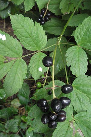 Actaea spicata \ Christophskraut / Baneberry, D Hemsbach 28.6.2007