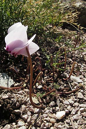 Cyclamen hederifolium \ Efeubl�ttriges Alpenveilchen, Herbst-Alpenveilchen / Ivy-Leaved Cyclamen, Sowbread, D Botan. Gar.  Universit.  Mainz 4.8.2007