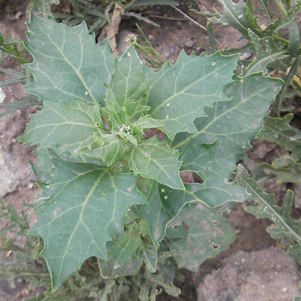 Chenopodium rhombifolium \ S�gebl�ttriger G�nsefu� / Serrate-Leaved Goosefoot, D Mannheim 18.6.2009