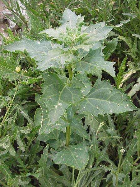 Chenopodium rhombifolium \ S�gebl�ttriger G�nsefu� / Serrate-Leaved Goosefoot, D Mannheim 18.6.2009