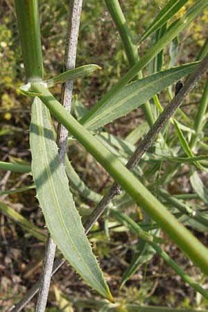 Chondrilla juncea \ Binsen-Knorpellattich, Gro�er Knorpellattich / Rush Skeletonweed, D Mainz 30.6.2012