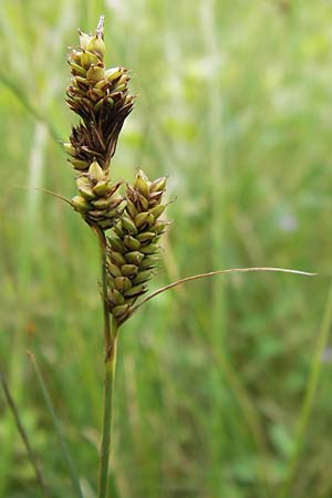 Carex hartmaniorum \ Hartmans Segge / Hartman's , D Pfalz, Speyer 3.7.2012