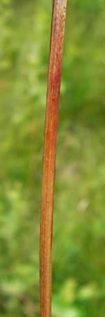 Carex hartmaniorum \ Hartmans Segge / Hartman's , D Pfalz, Speyer 3.7.2012