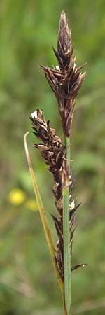 Carex hartmaniorum \ Hartmans Segge / Hartman's , D Pfalz, Speyer 3.7.2012