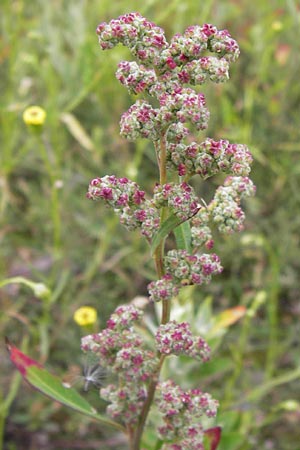 Chenopodium strictum \ Streifen-G�nsefu� / Striped Goosefoot, Lateflowering Goosefoot, D Heidelberg 30.7.2012