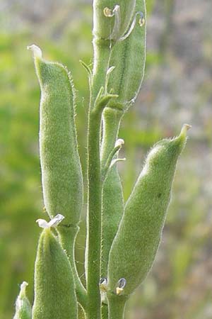 Delphinium ajacis \ Garten-Rittersporn / Larkspur, D Mannheim 20.6.2013