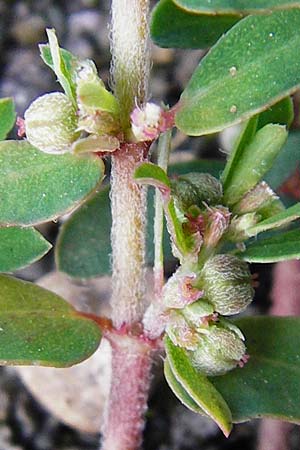 Chamaesyce maculata \ Gefleckte Wolfsmilch / Spotted Spurge, Spotted Sandmat, D Ludwigshafen 16.9.2014