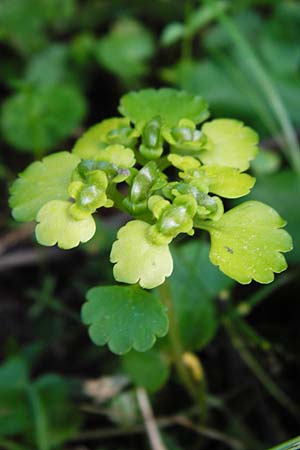 Chrysosplenium alternifolium \ Wechselbl�ttriges Milzkraut, Gold-Milzkraut / Alternate-Leaved Golden-Saxifrage, D Schriesheim-Altenbach 7.5.2015